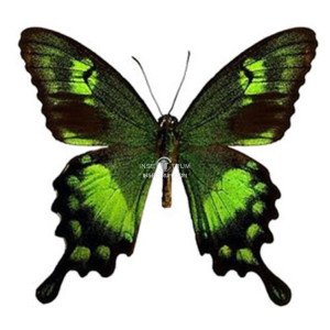 PAPILIO NEUMOEGENI